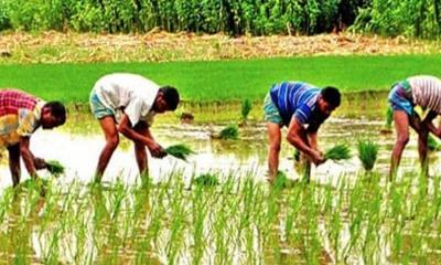 কাহারোলে বৃষ্টিতে আমন চাষিদের স্বস্তি