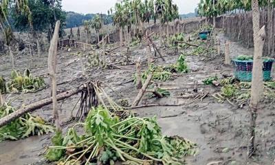 চন্দনাইশে স্মারণকালের বন্যায় সবজি ক্ষেতের ব্যাপক ক্ষতি 