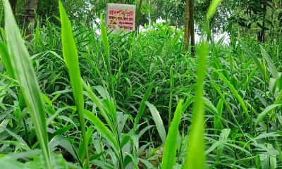 ফুলবাড়ীতে পরিত্যক্ত জায়গায় বস্তায় আদা চাষে দ্বীগুন লাভের আশা মুন্নার