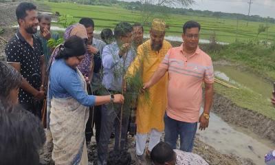 তালায় স্ট্রিপ বনায়ন কর্মসূচি উদ্বোধন 