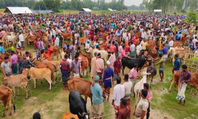 ঘোড়াঘাট জমে উঠেছে কোরবানি পশুর হাট