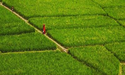 জমির ত্রিমুখী মালিকানা জটিলতা সখীপুরে খাজনা আদায় বন্ধ দেড় যুগ