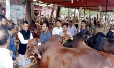 রাউজানে জমে উঠেছে কোরবানির পশুর হাট 