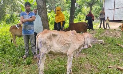 রাউজানে বাড়ছে গরুর লাম্পি স্কিন রোগ