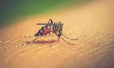 Dengue death toll rises to 63 with two more deaths: DGHS