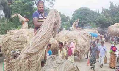 কাহারোলে পাট চাষীদের মুখে হাসি