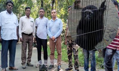 লোহাগাড়ায় মহাবিপন্ন প্রজাতির উল্লুক সহ দুইজন আটক