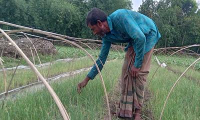 কিশোরগঞ্জে চাষ হচ্ছে গ্রীস্মকালীন পেঁয়াজ 