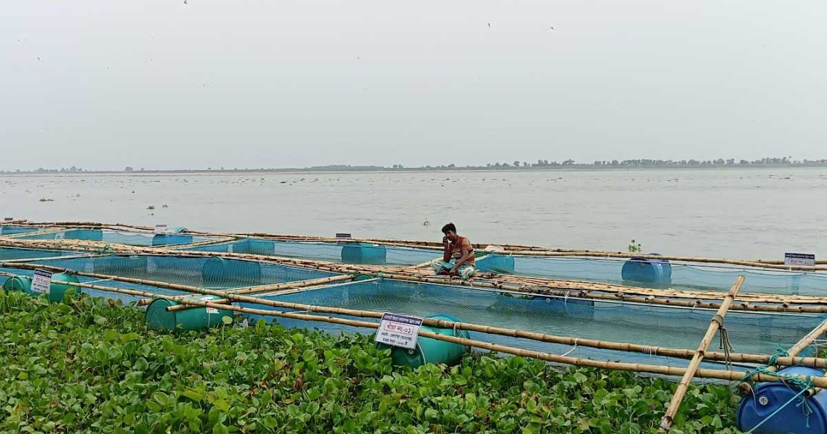Floating cage fish farming potential in Padma river