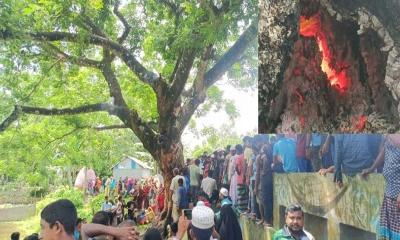 চিলমারীতে শতবর্ষী কড়াই গাছের ভিতর জ্বলছে আগুন
