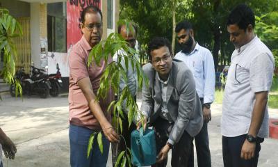 নোবিপ্রবিতে বৃক্ষরোপণ কর্মসূচি