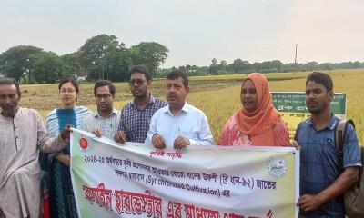 বারহাট্টায় সমলয় ব্লকে হার্ভেস্টারের মাধ্যমে ধান কর্তন