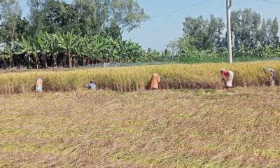 মিঠাপুকুরে বেড়েছে আমন উৎপাদন দাম নিয়ে শঙ্কায় কৃষকরা 