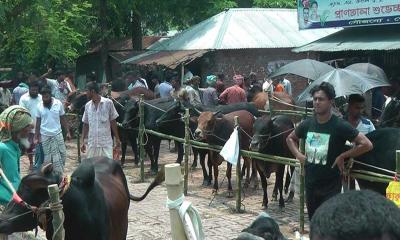 নাটোরে জমে উঠেছে কোরবানি পশুর হাট