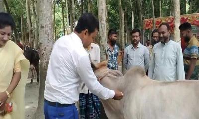 চৌহালীতে ক্ষুরা রোগের টিকা কার্যক্রমের উদ্বোধন