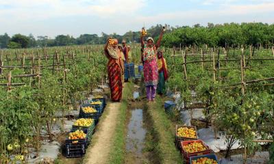 কসবায় দুই বন্ধুর সবজি চাষে বিপ্লব