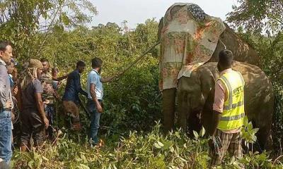 লংগদুতে বন্যহাতির আক্রমণে বৃদ্ধার মৃত্যু