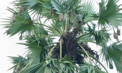 প্রকৃতির অনন্য স্থপতি বুননশিল্পী বাবুই পাখি
