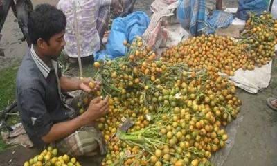 সাতক্ষীরায় বাণিজ্যিকভাবে হচ্ছে সুপারি চাষ 