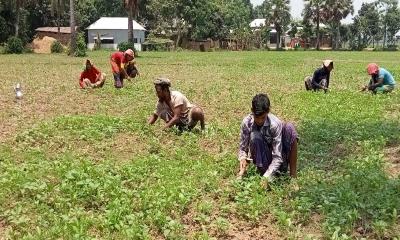 সালথায় দাবদাহে পাটের ব্যাপক ক্ষতির আশঙ্কা