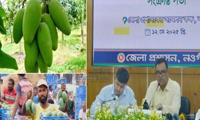 ২২মে থেকে বাজারে আসবে নওগাঁর আম
