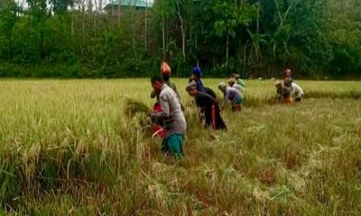 দীঘিনালায় বোরো ধানের বাম্পার ফলন