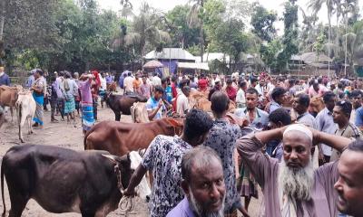 দালালচক্রের দৌরাত্ম্যে নাজেহাল মাগুরার পশুর হাট