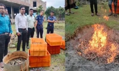 আশাশুনিতে বাগদা চিংড়ীতে অপদ্রব্য পুশের দায়ে জরিমানা