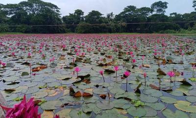 সাতলা বিল যেন শাপলা ফুলের এক প্রাকৃতিক স্বর্গ