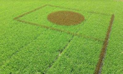 National flag art on Paddy field