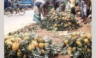 কাপাসিয়ার আনারস চাষে লাভবান কৃষকরা
