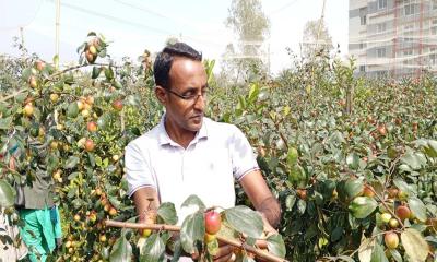 Elias sees success in plum farming